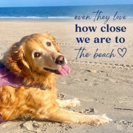 a dog laying on a beach